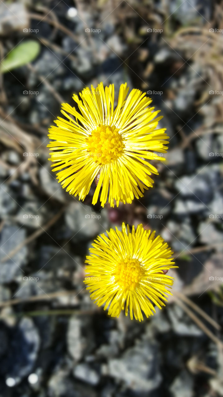 High angle view of yellow flowers