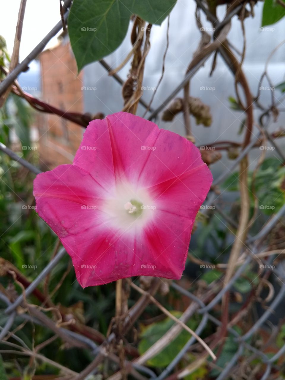 Flor rosadal los colores de la naturaleza
