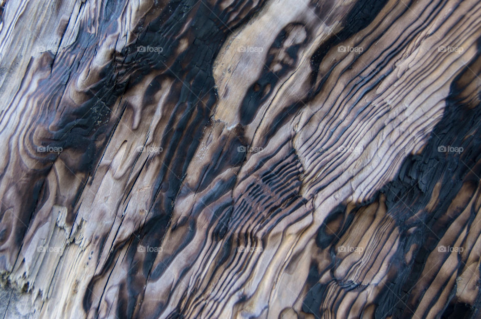 Close-up of charred wood