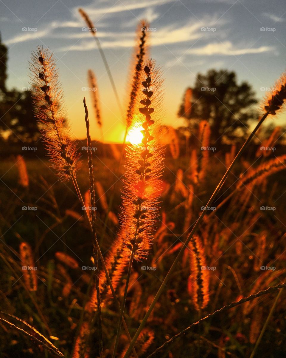 Sunset, Gold, No Person, Winter, Light