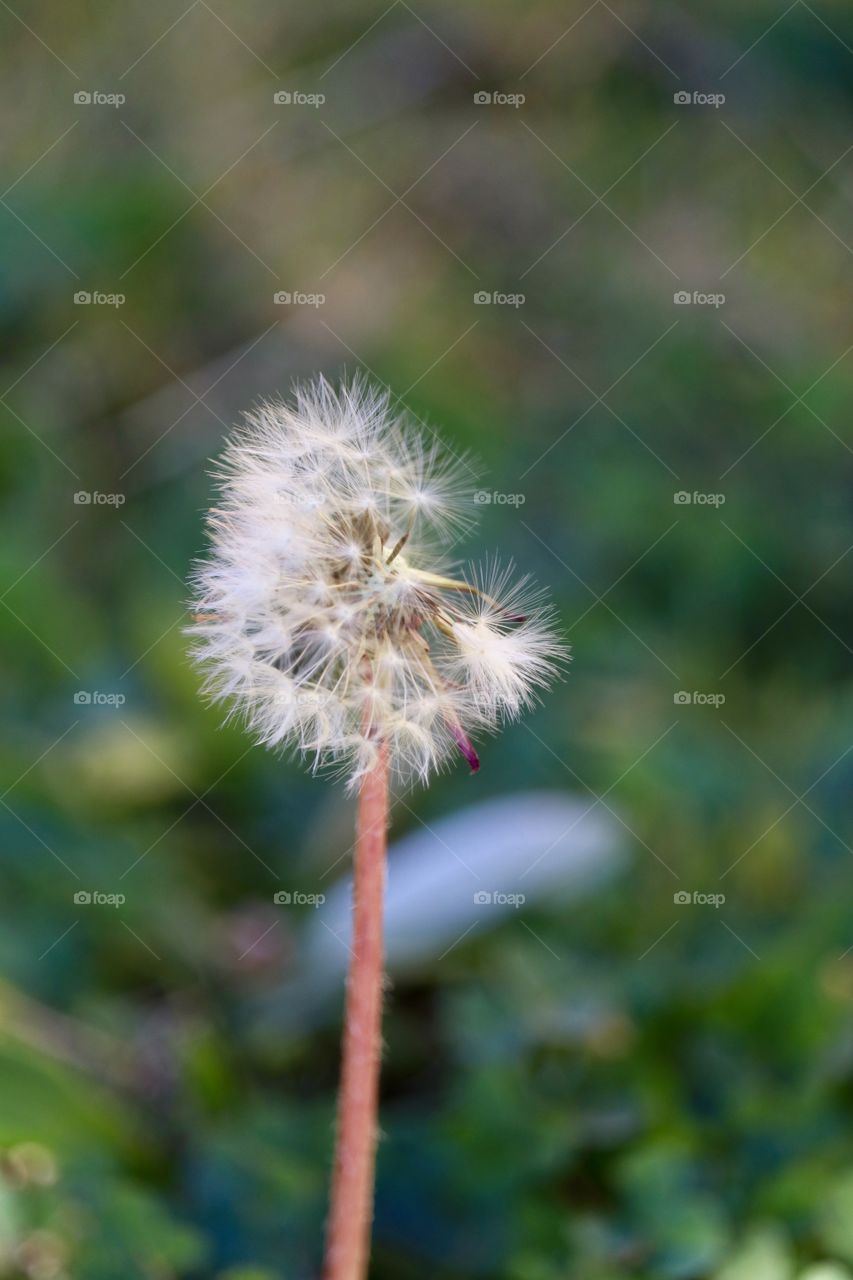 Dandelion seeding closeup selective focus perfect imperfections 