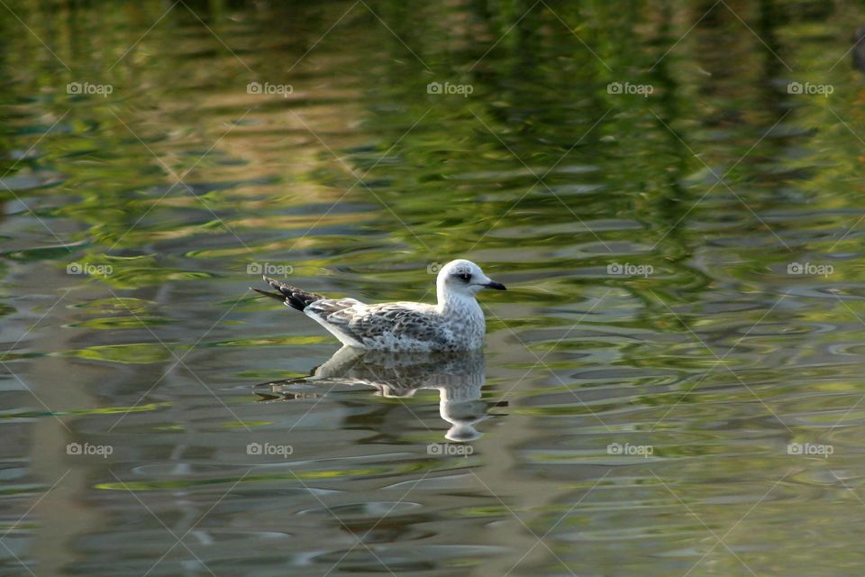 Seagull