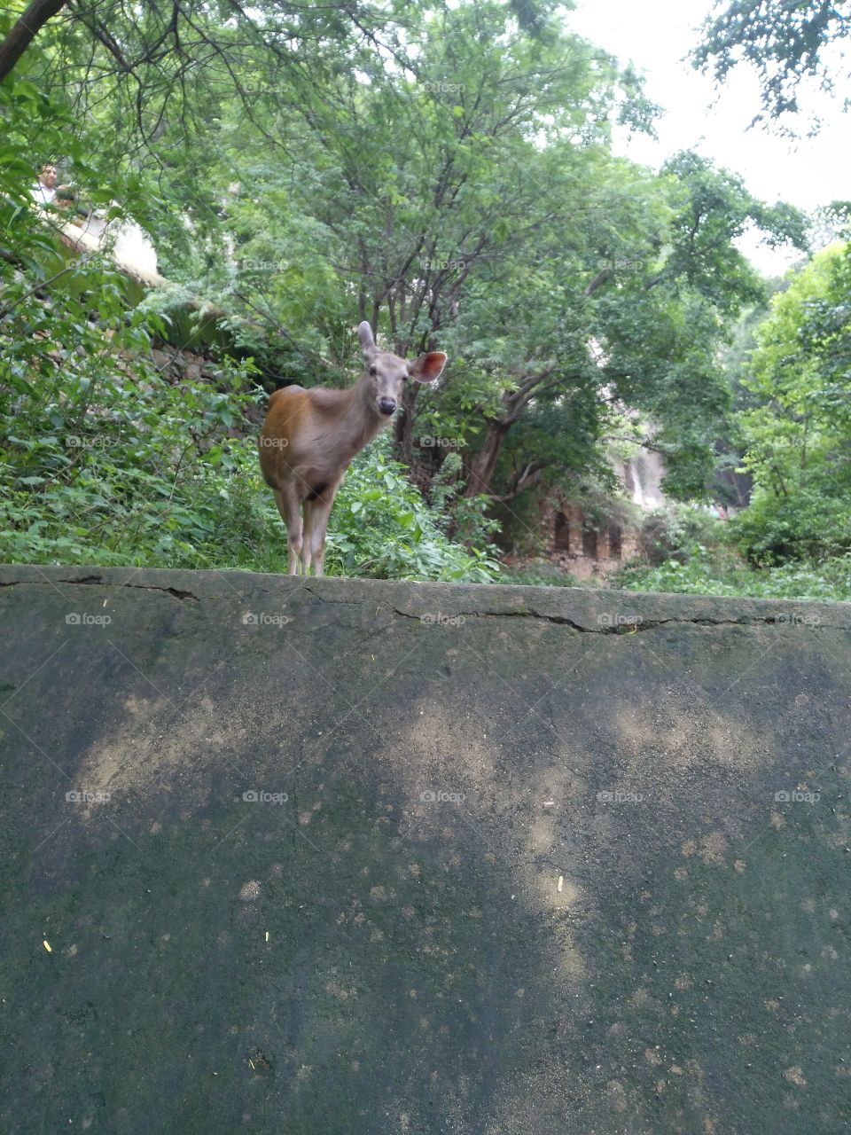 deer in wilderness on wall
