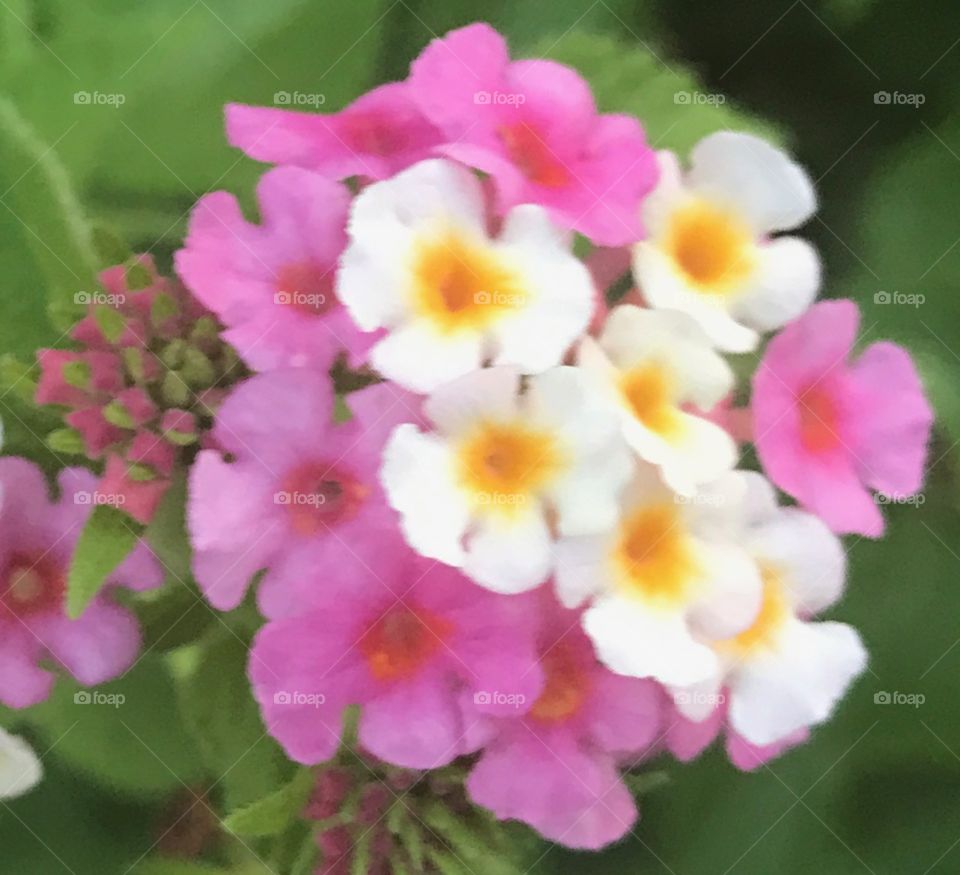 Close up of pink white and yellow flowering bush
