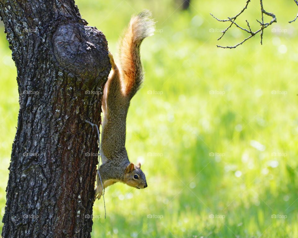 a squirrel and a tree on a beautiful sunny day