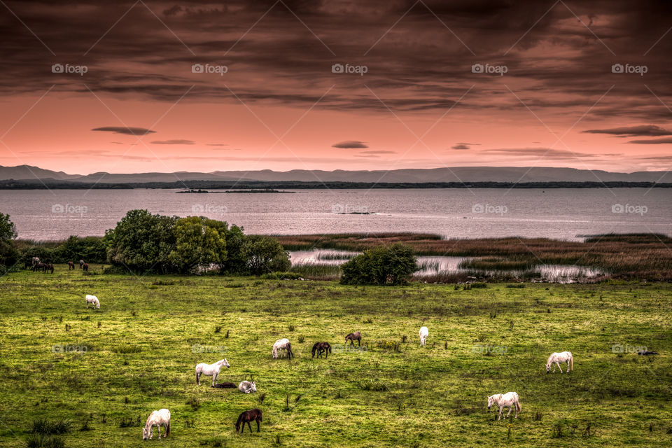 Horses feeding by the Corrib lake