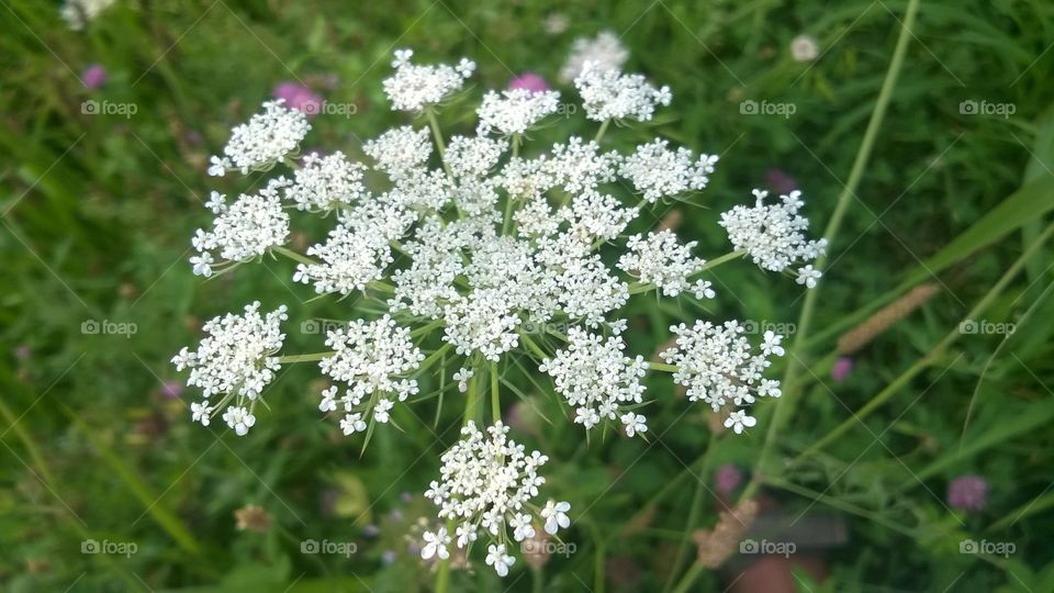 flowers