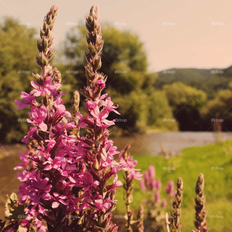 By the river