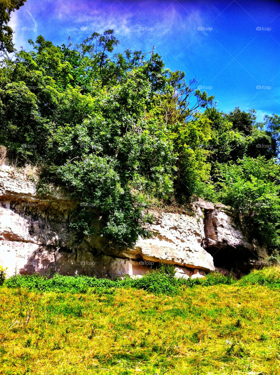 plants nature trees hill by binkyboo