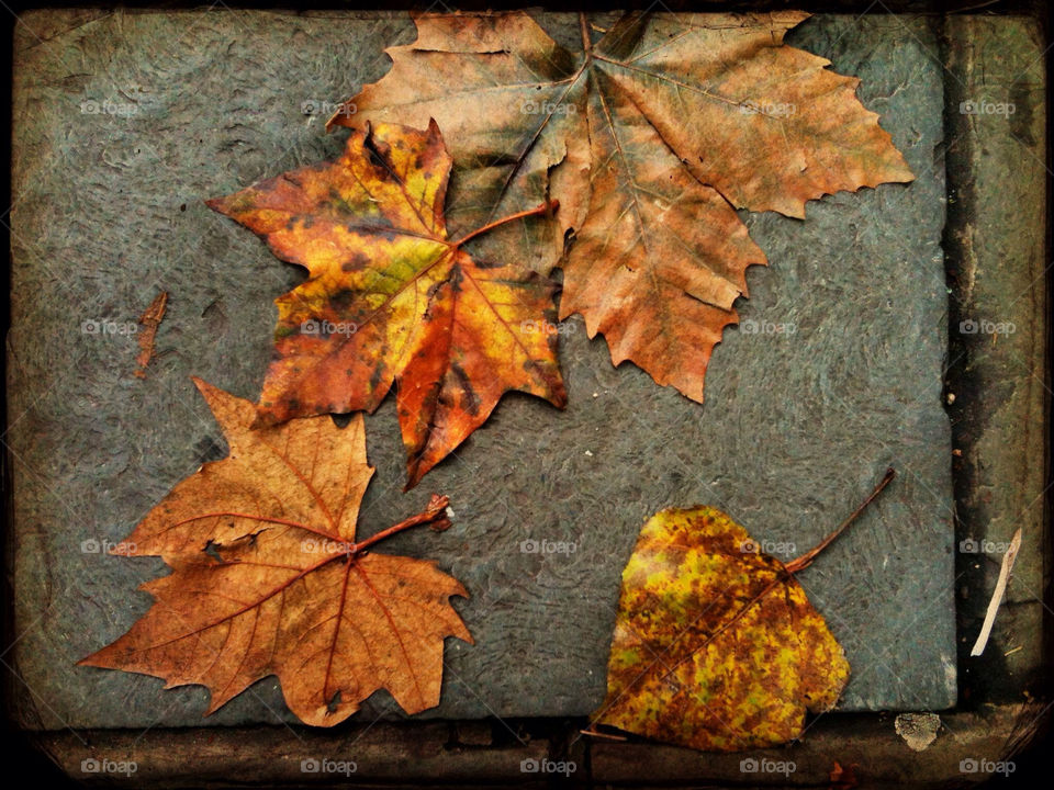 leaves autumn golden mission5 by fullenglish