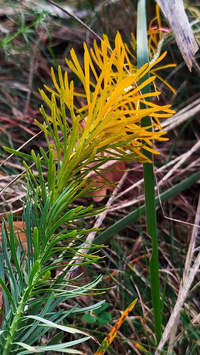 Vibrant