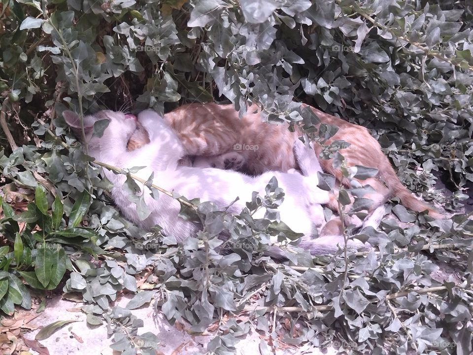 Cats in a garden