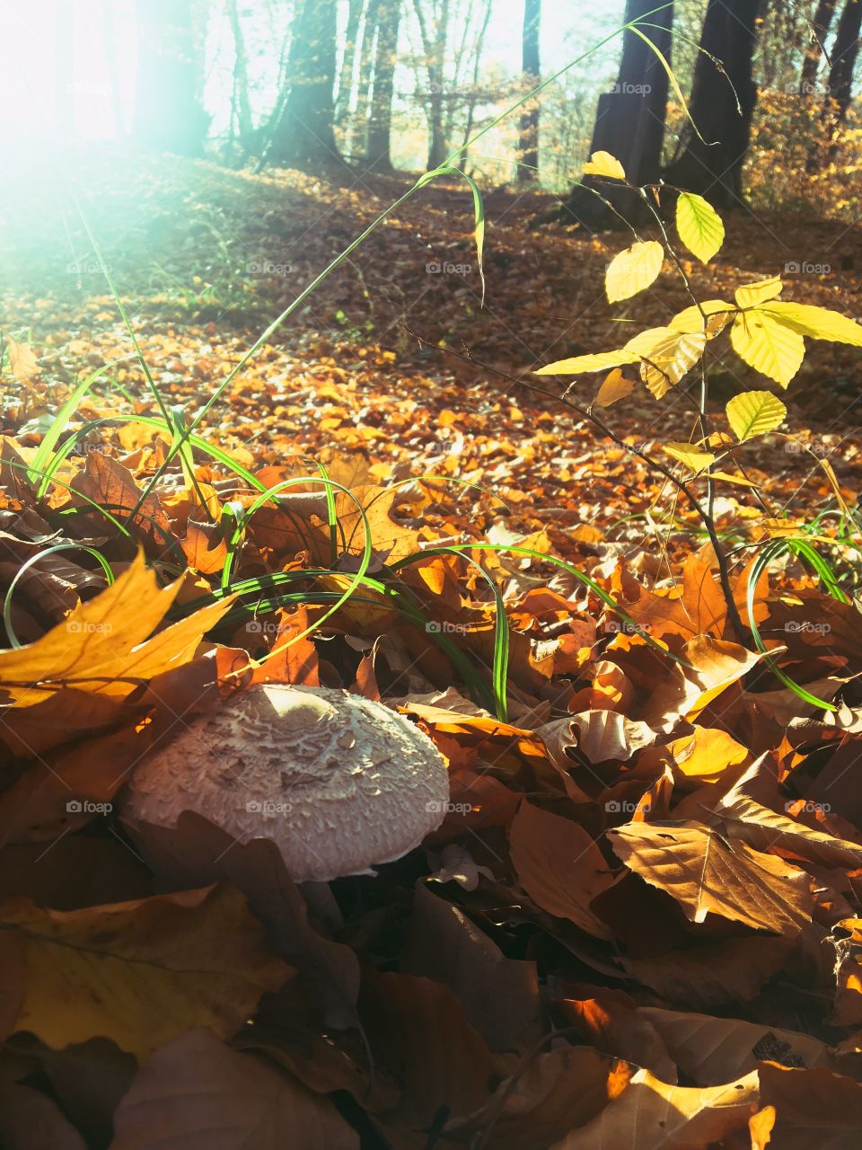 Fall, Leaf, Environment, Nature, No Person