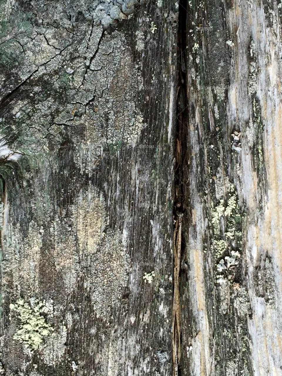 Old wood