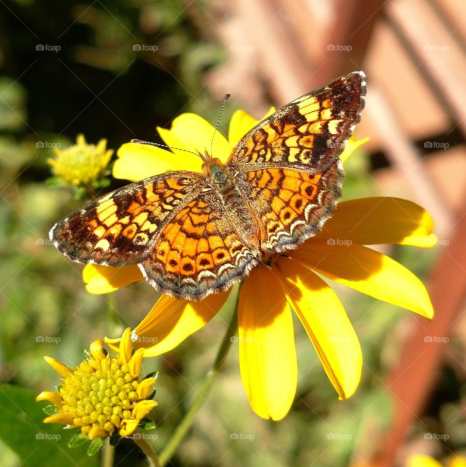 Butterfly in the sun.