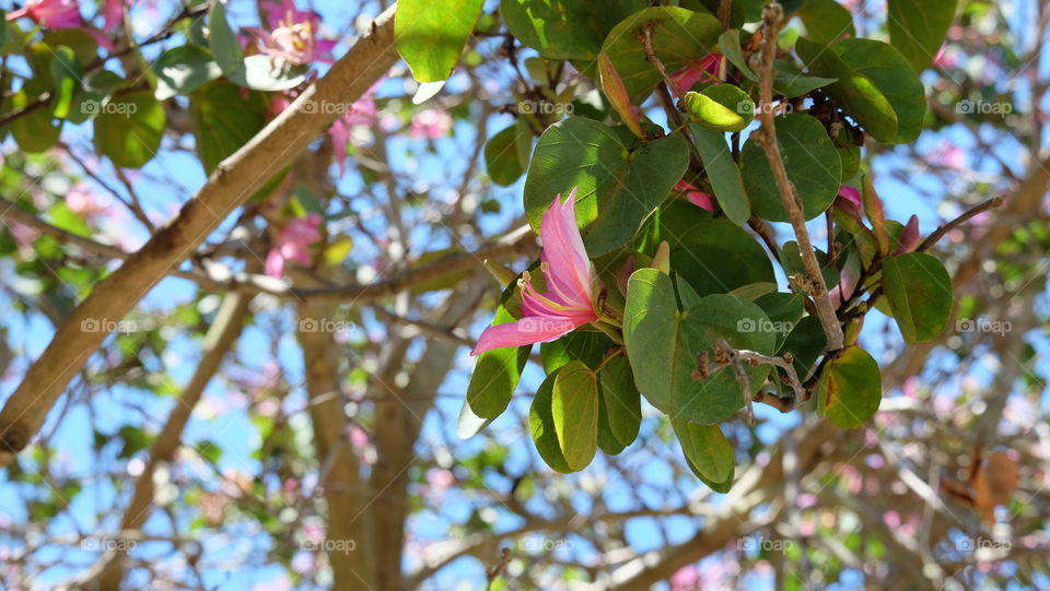 Spring bloom in California