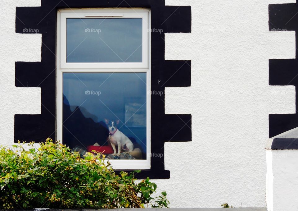 Ullapool watcher. Little doggie watches the world go by from a cottage in Ullapool, Scotland. 