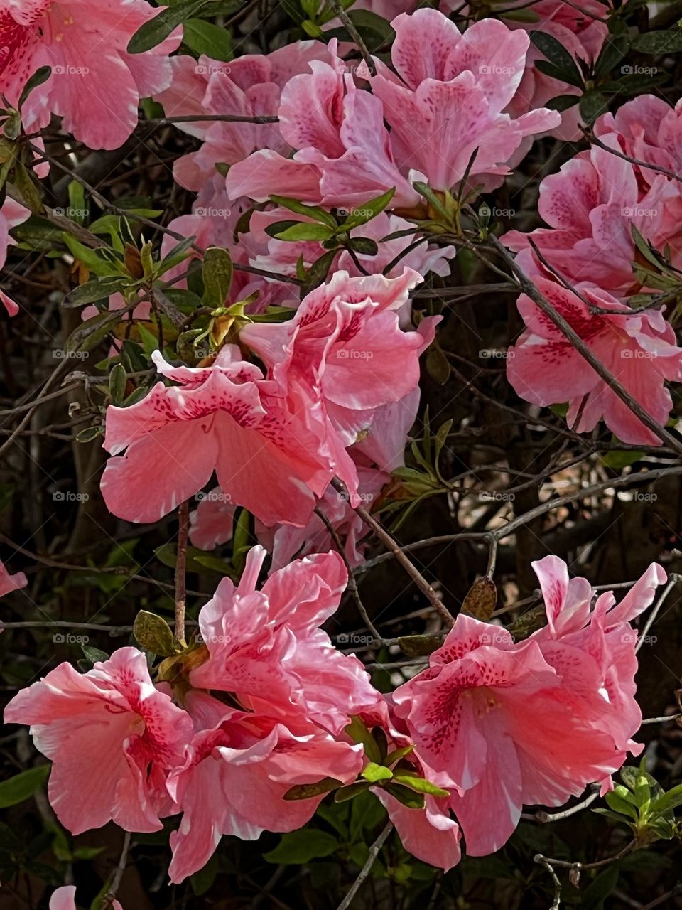 Spring Blooms 