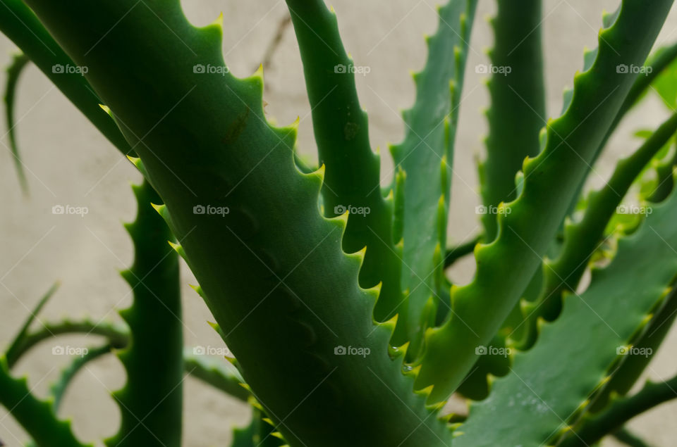 aloe vera