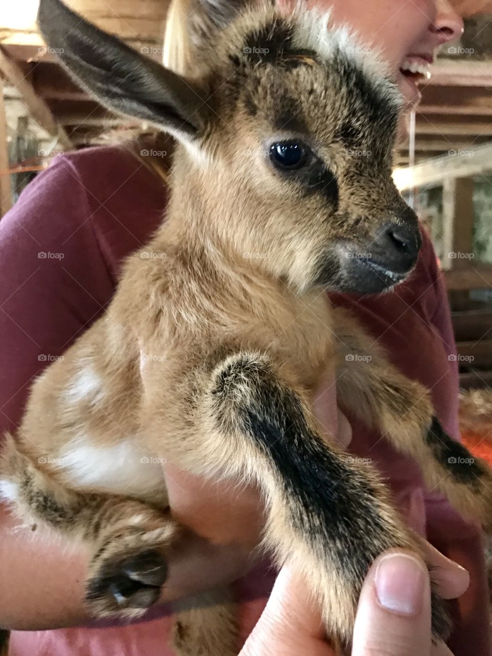 Baby goat