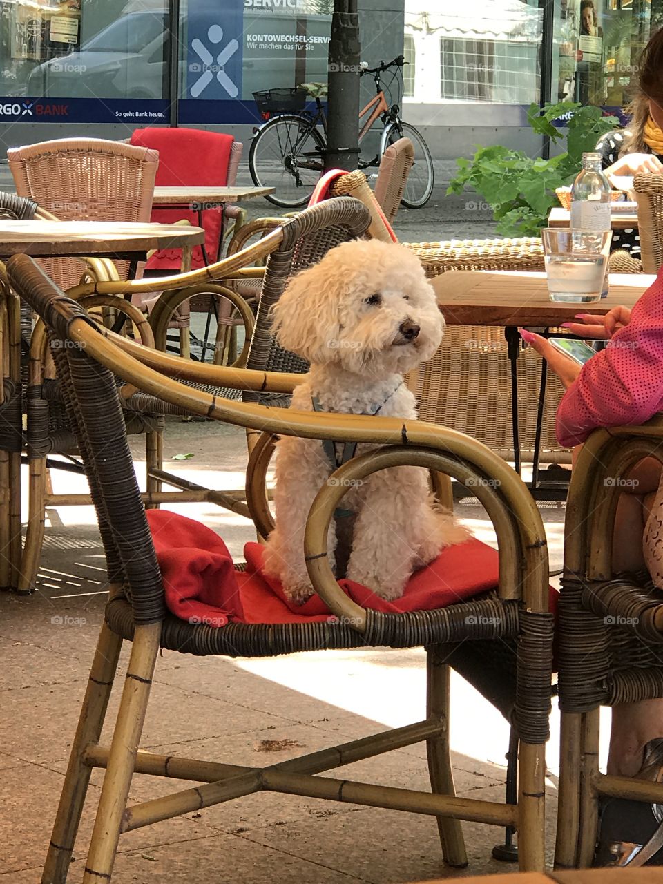 White dog sitting on a chair at an outdoor restaurant 