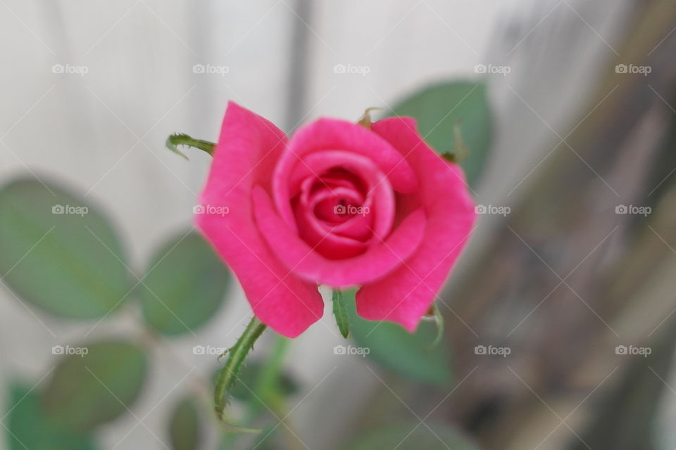 Pink rose in bloom 