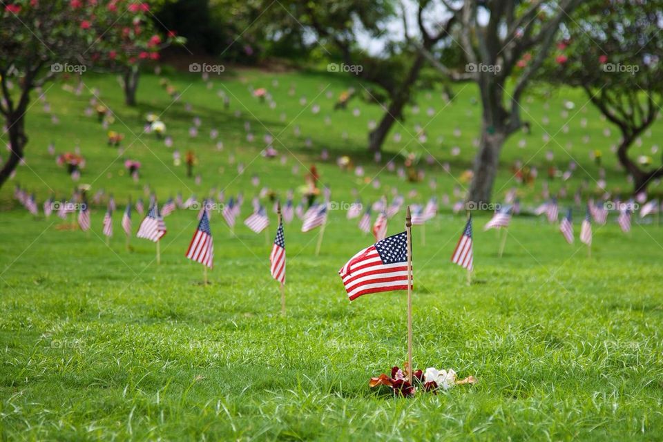 Flags in a Cemetery