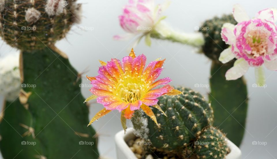 Cactus flowers lobivia