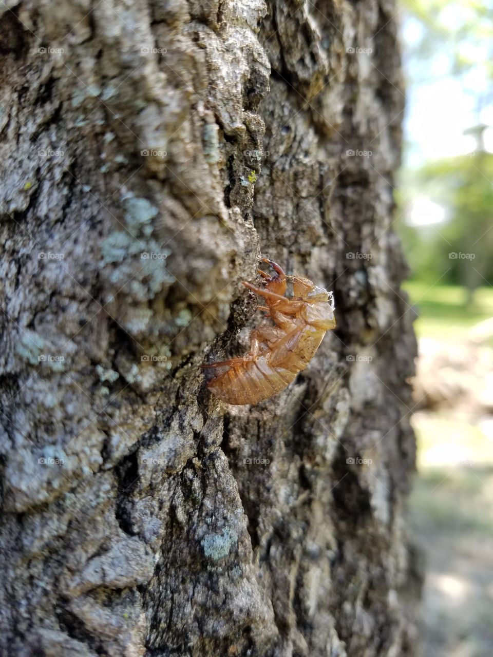 cicada shell
