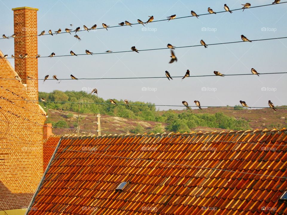 swallows on power lines