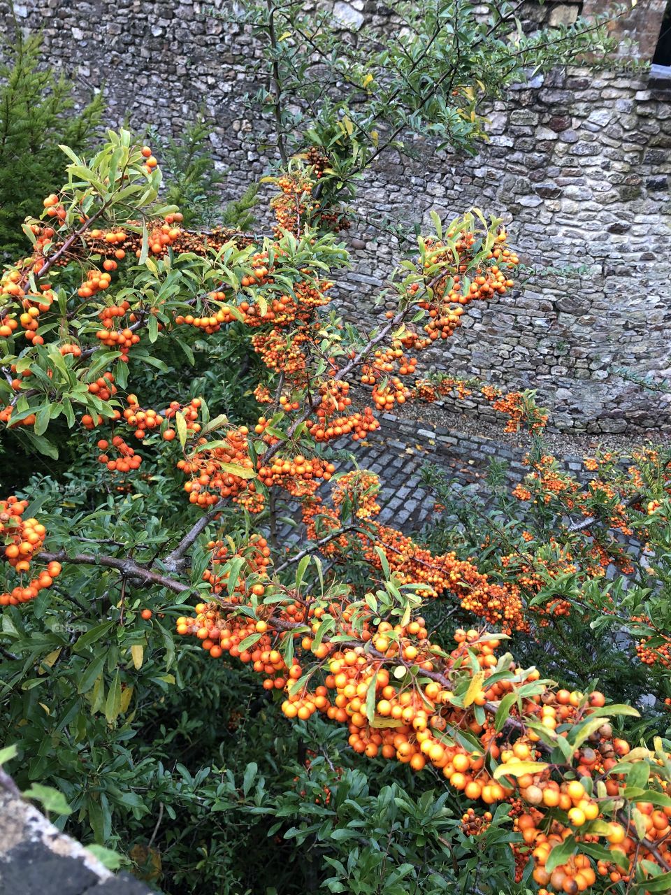 Some pretty impressive autumnal berries, found in the parish church of Ottery St Mary.
