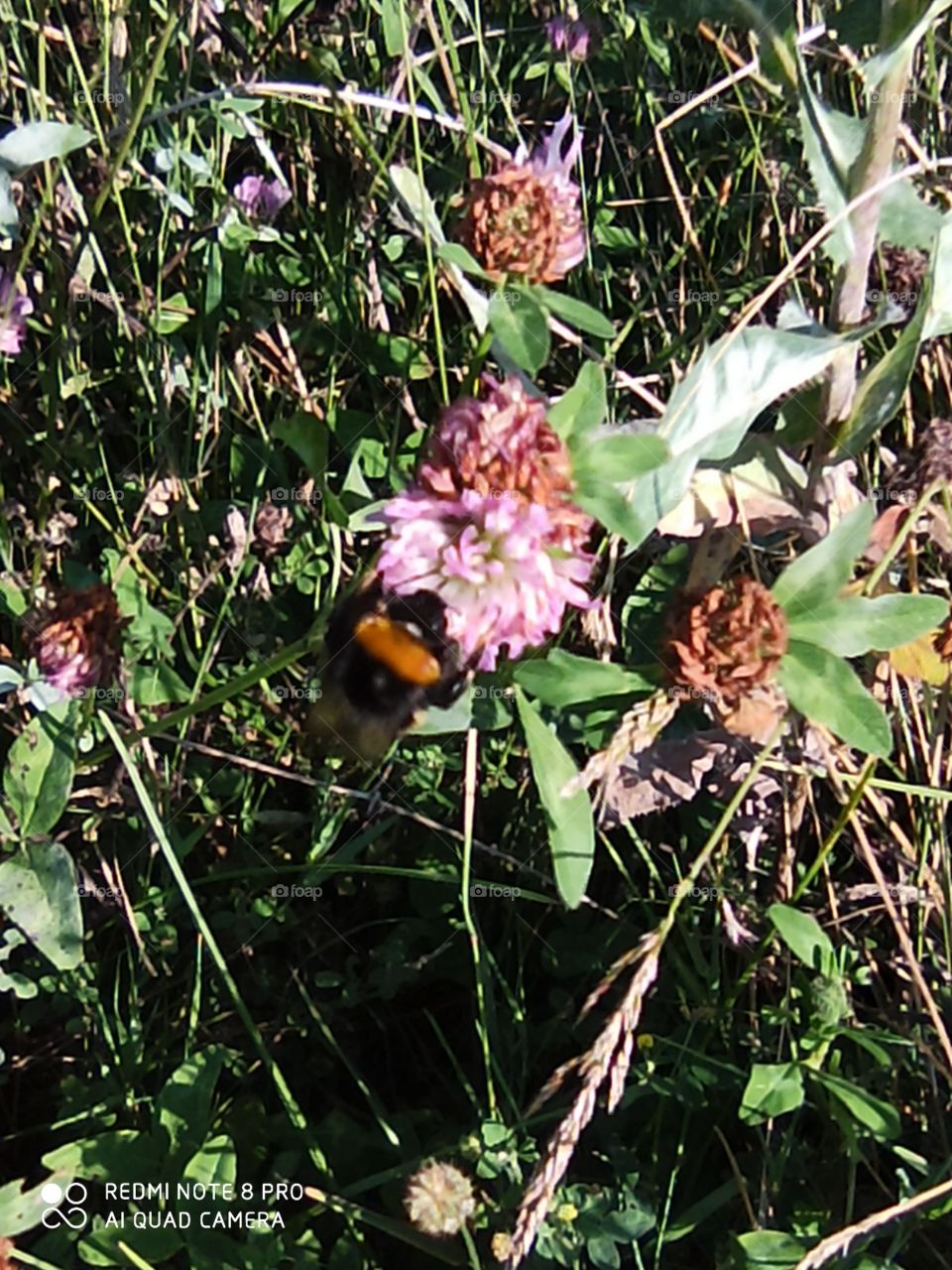 Blüte mit Hummel