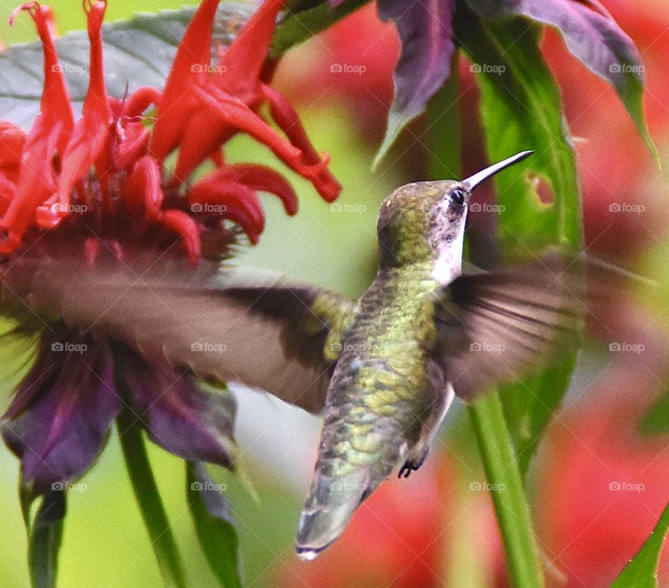 Hummingbird closeup by bee balm 