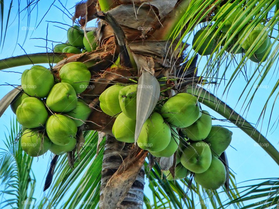 Ripe Coconuts
