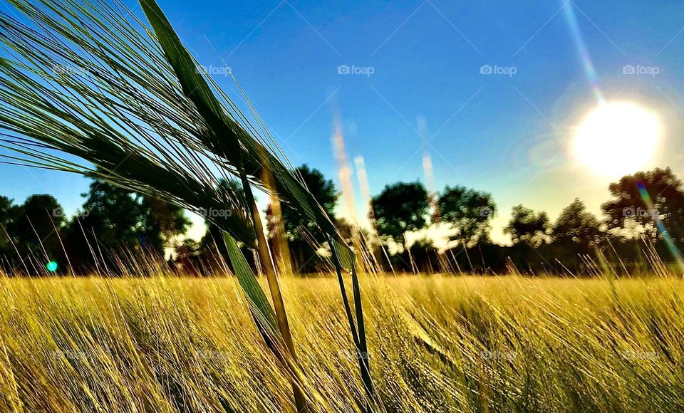 Wheat-field 