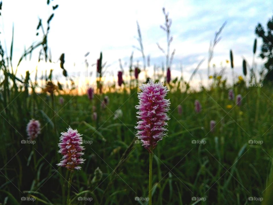 Early in the morning, sunrise over the field of spring flowers