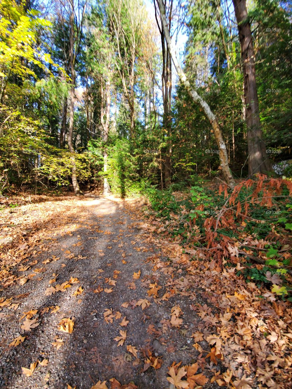 autumn leaves falling on wooded path