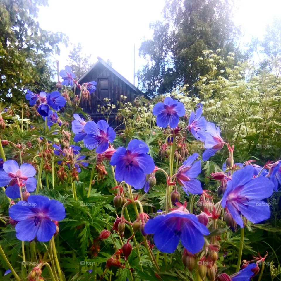 старый дом и синие цветы