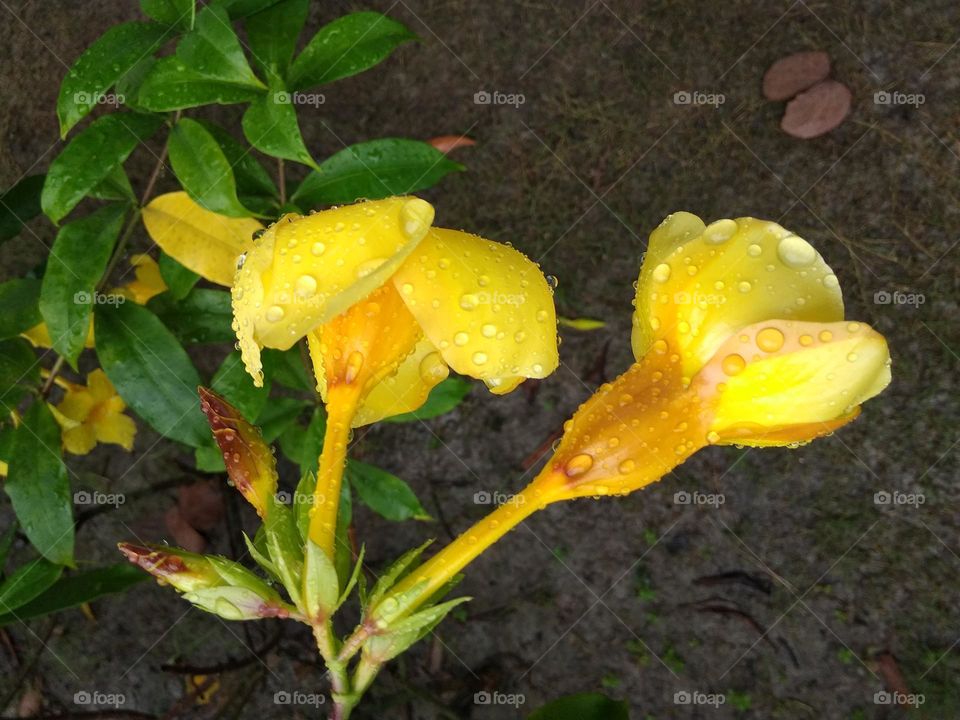 yellow flower in garden and water drops