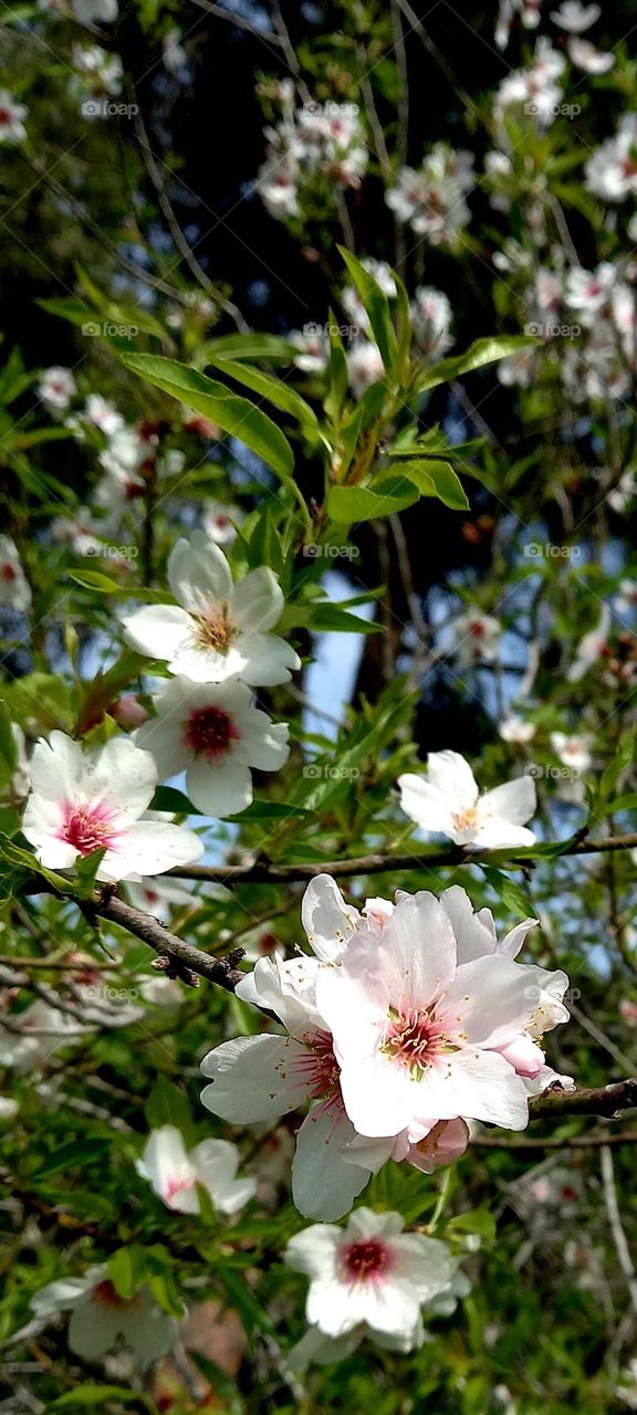 Almond tree