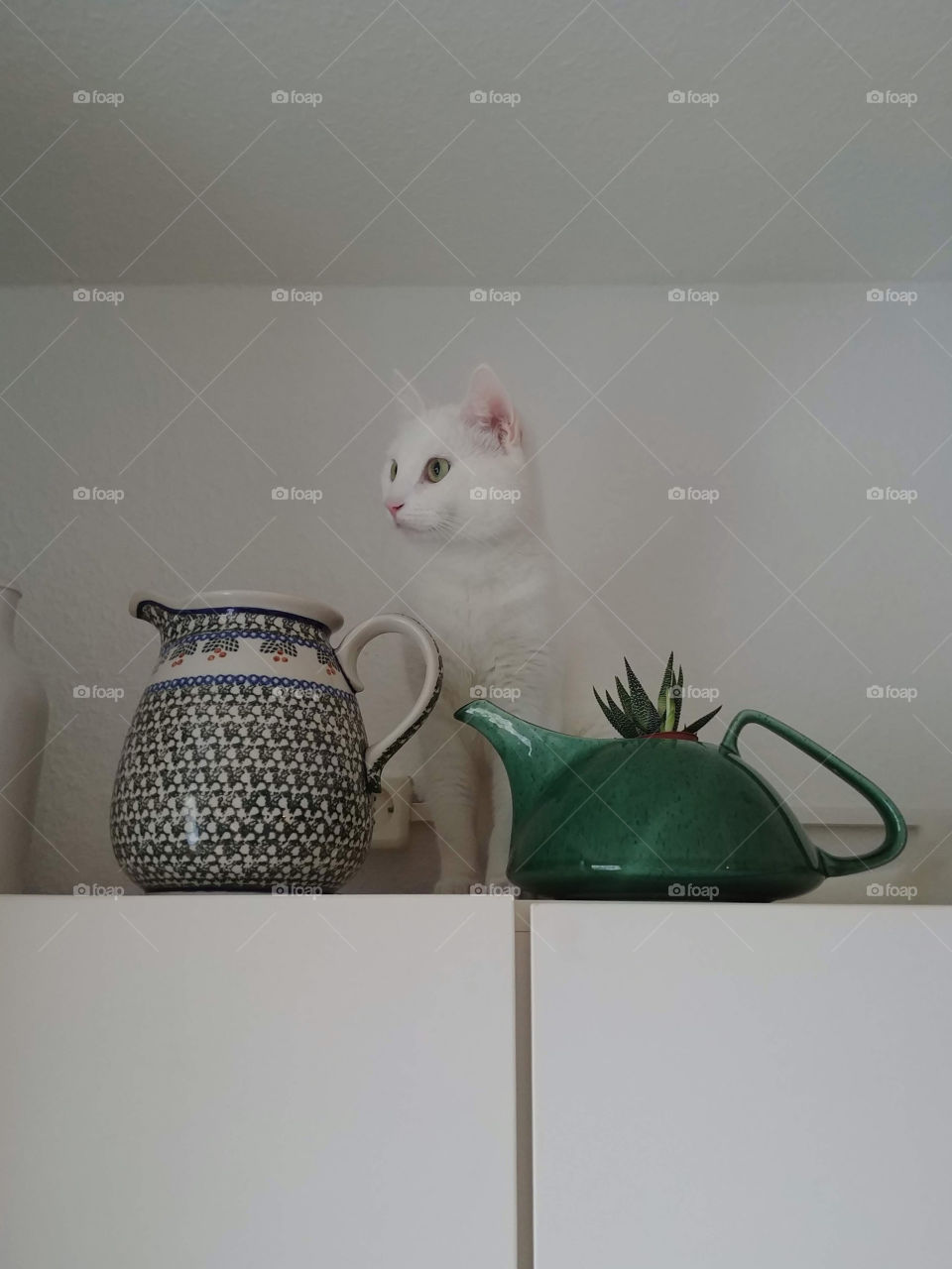 white cat in kitchen