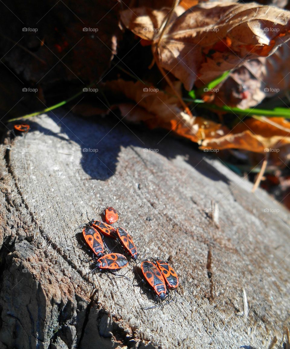 No Person, Wood, Insect, Flame, Nature