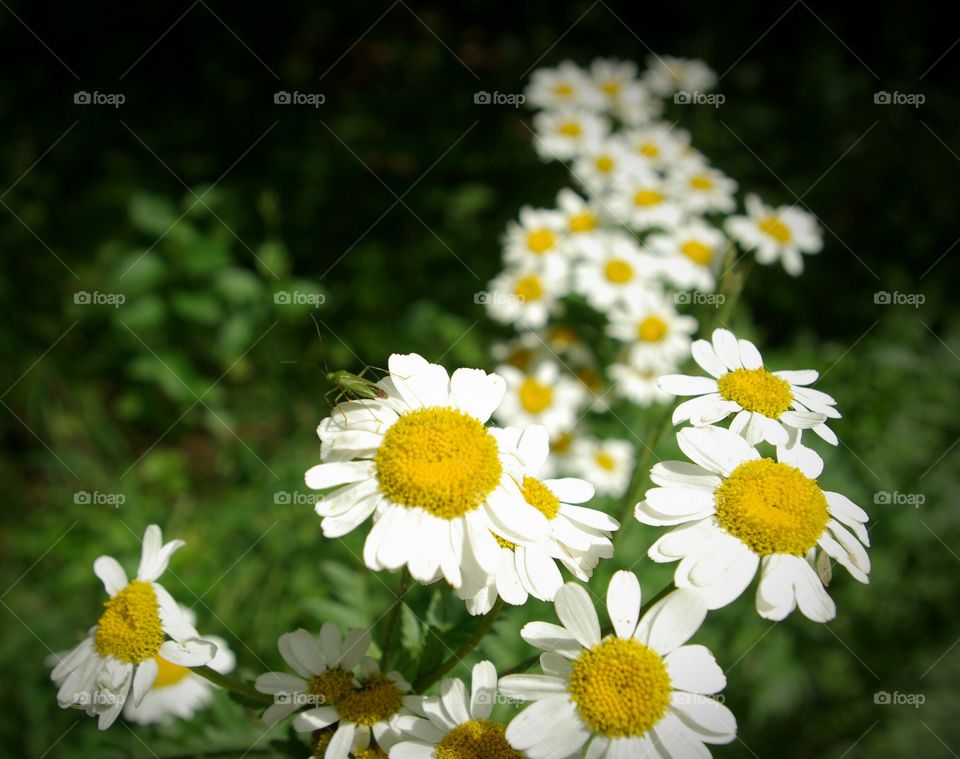 chamomile