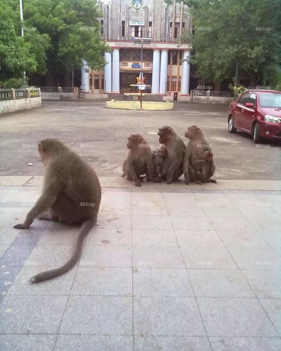 monkeys familyp