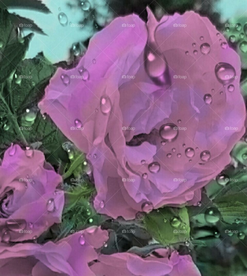 Raindrops on a Flowers!