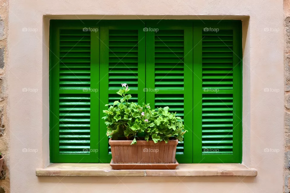 portrait of a plant