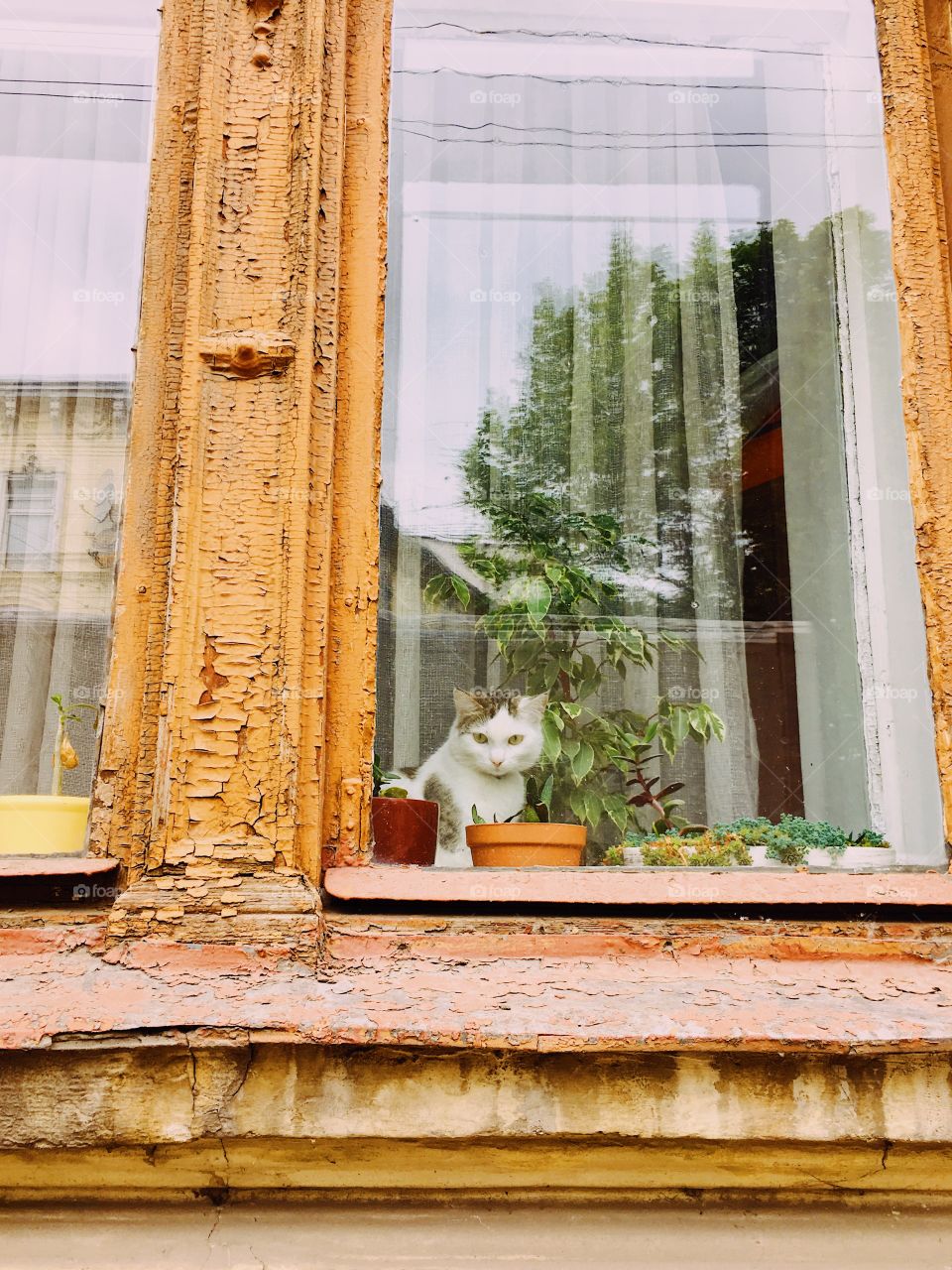 Cat at the orange window 
