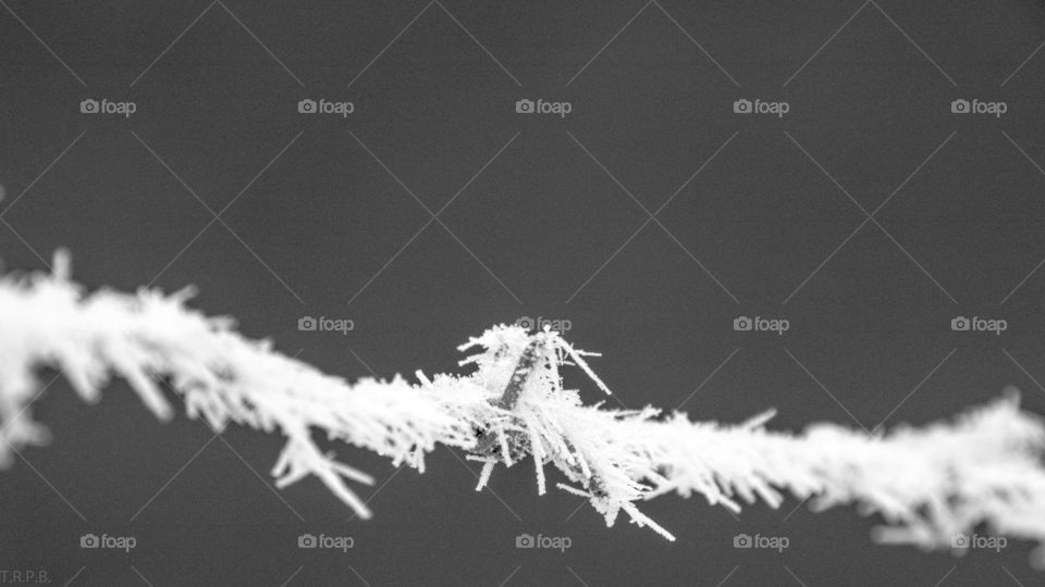 a photo of a frozen bit of barbed wire frozen in time
