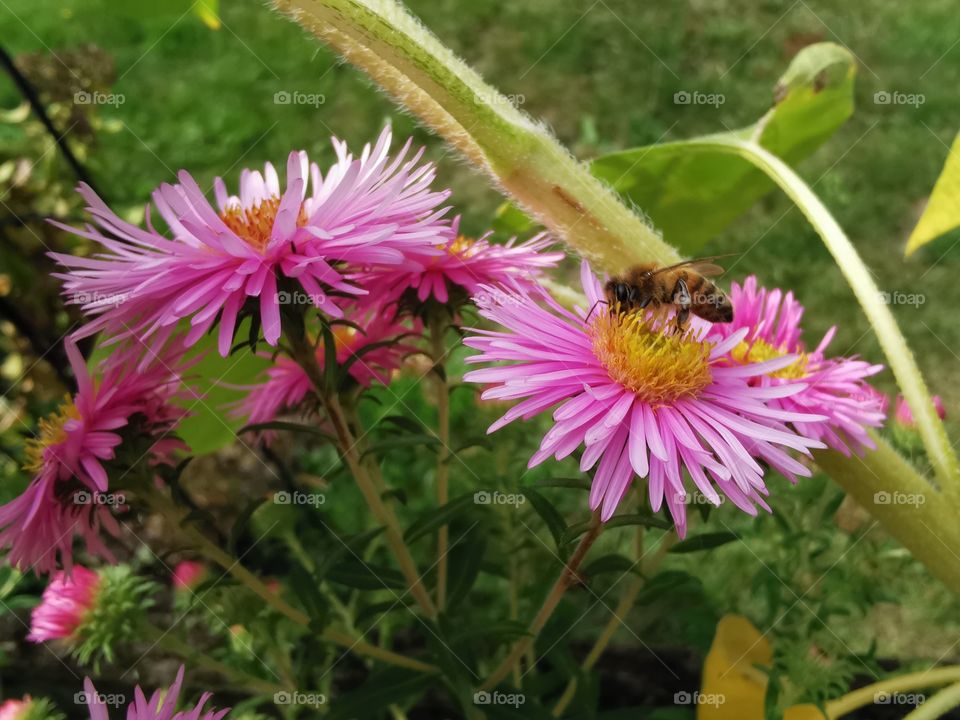 Bee on flower
