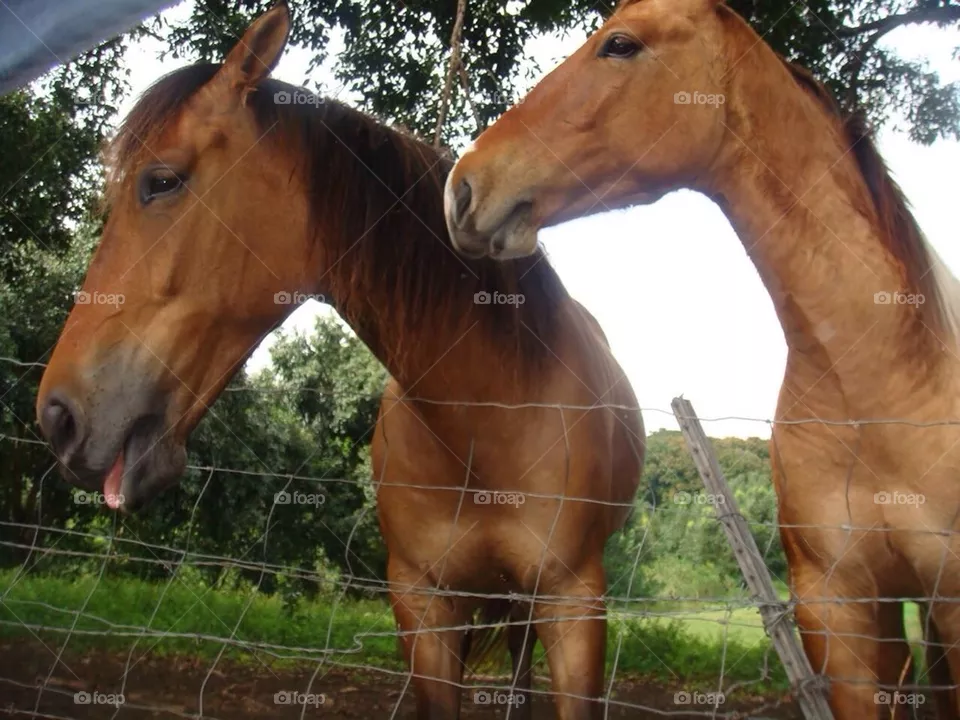 Horse 